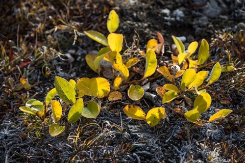 Arctic Willow (Salix arctica) in autumn colour