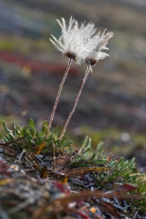 Mountain Avens (Dryas octopetala)