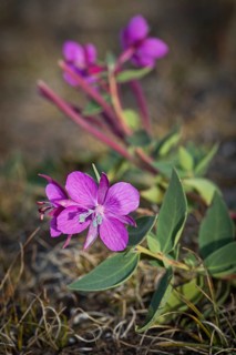 Arctic fireweed (Epilobium latifolium)