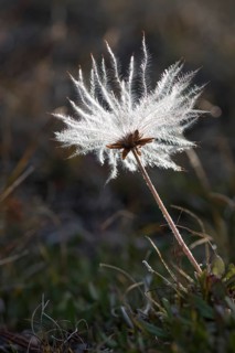 Mountain Avens (Dryas octopetala)