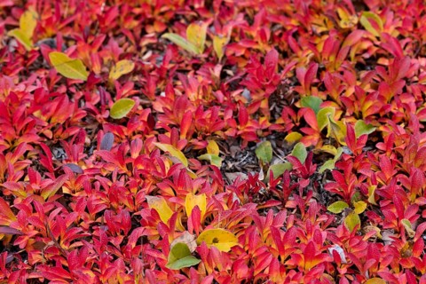 Alpine Bearberry (Arctostaphylos alpinus) and Arctic Willow (Salix arctica) in autumn colours
