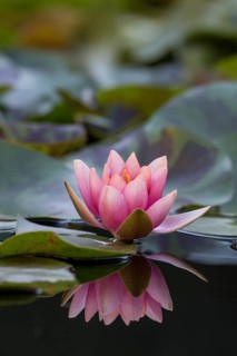 Water lily (Nymphaea sp.)