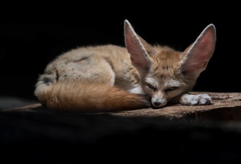 Fennec fox or fennec (Vulpes Zerda)