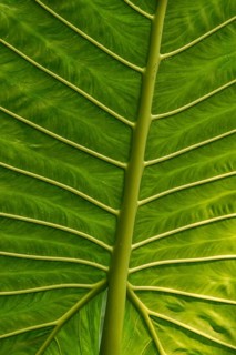 Giant Alocasia (Alocasia macrorrhiza)