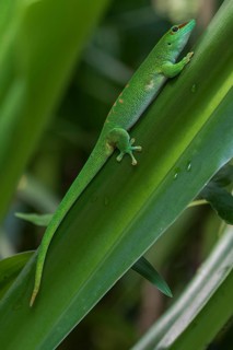 Madagascar Day Gecko (Phelsuma madagascariensis)