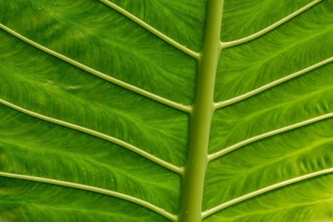 Giant Alocasia (Alocasia macrorrhiza)