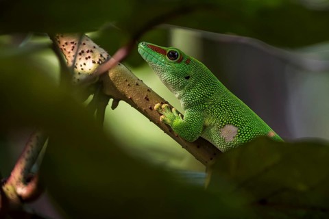 Madagascar Day Gecko (Phelsuma madagascariensis)
