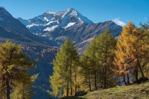 European larches (Larix decidua)