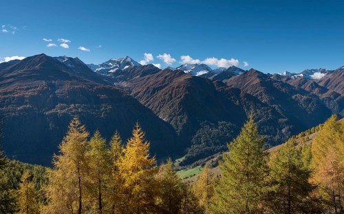 Yellowed European larches (Larix decidua)