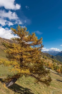European larch (Larix decidua)