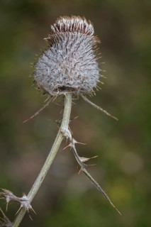 Woolly thistle (Cirsium eriophorum)