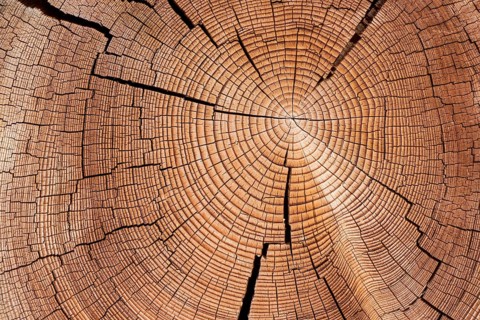 Cross section of tree trunk with annual rings