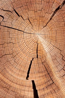 Cross section of tree trunk with annual rings