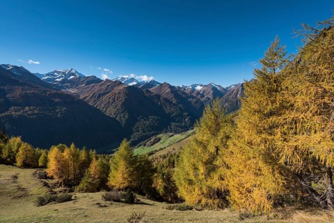 Yellowed European larches (Larix decidua)