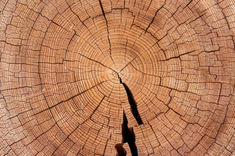 Cross section of tree trunk with annual rings