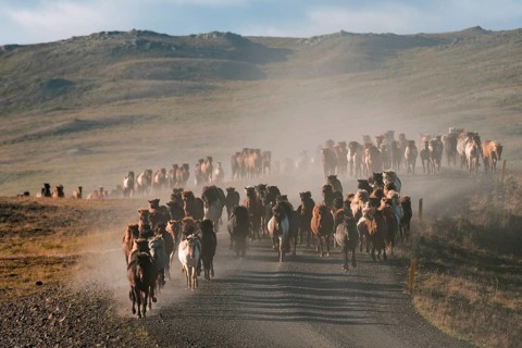 Icelandic horses (Equus islandicus)
