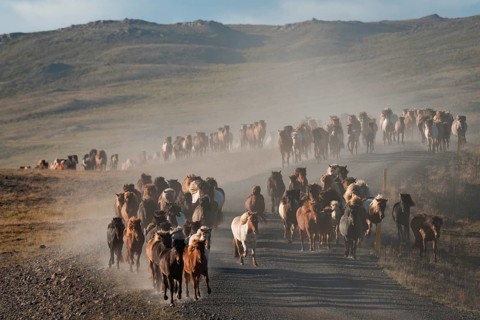 Icelandic horses (Equus islandicus)