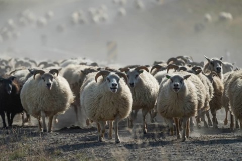 Domestic sheep (Ovis aries)