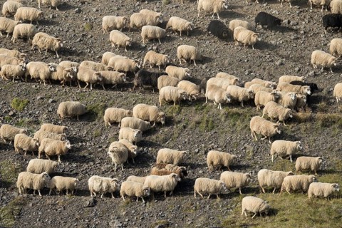 Domestic sheep (Ovis aries)
