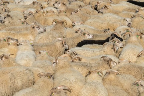 Sheep (Ovis aries) stand densely packed in a pen