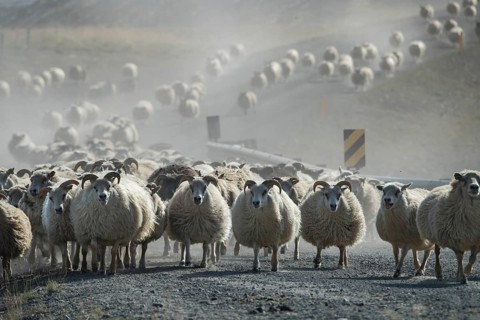 Domestic sheep (Ovis aries)