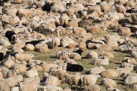 Sheep (Ovis aries) in a pen