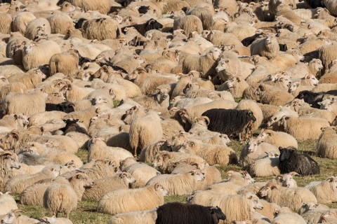 Sheep (Ovis aries) in a pen