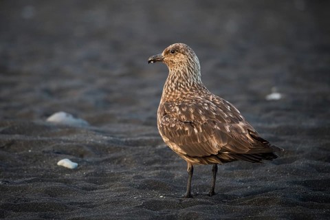 Great skua (Stercorarius skua) on the beach