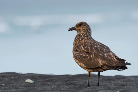 Great skua (Stercorarius skua) on the beach