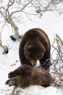 Brown bear (Ursus arctos) eating