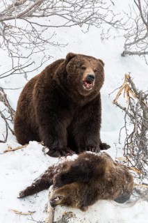 Brown bear (Ursus arctos) eating