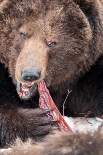 Brown bear (Ursus arctos) eating