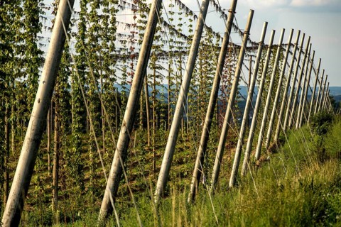 Hop garden shortly before harvest in Siegburg