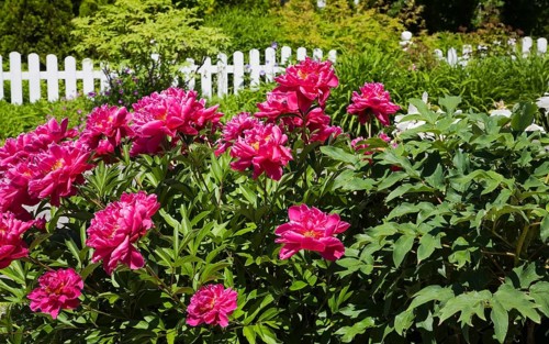 Pink Peony flowers (Paeonia sp.) and white wooden picket fence in front yard country garden