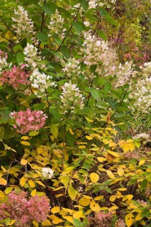Smooth Hydrangea or Wild Hydrangea (Hydrangea arborescens)