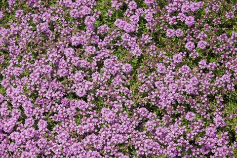 Orpine (Hylotelephium anacampseros)