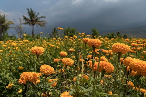 Field with tagetes flowers (Tagetes)