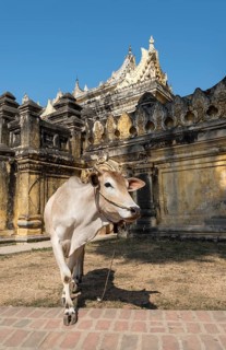 Cow outside Maha Aungmye Bonzan or Mahar Aung Mye Bon San