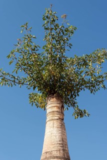 Tree overgrowing a stupa at Shwe Inn Thein Paya
