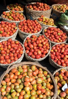 Tomatoes in baskets