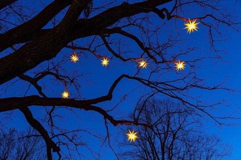 Stars shining on bare tree