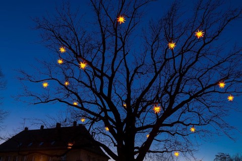 Stars shining on bare tree