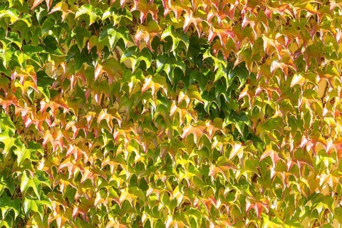 Woodbine (Parthenocissus tricuspidata)