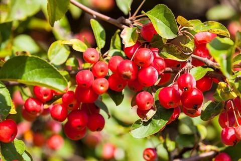 Ornamental apple (Malus x zumi)