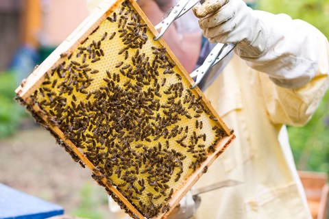 European or western honey bee (Apis mellifera)