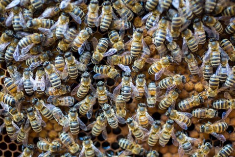 European honey bees (Apis mellifera) sealing brood comb