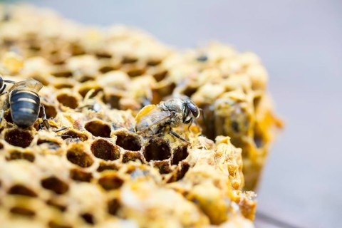 European honey bees (Apis mellifera)