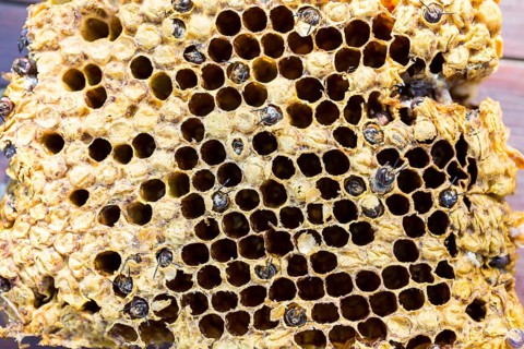 European honey bees (Apis mellifera)