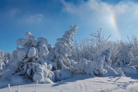 Spruces with snow