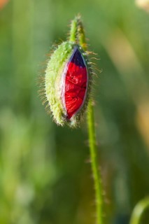 Bud of Poppy flower (Papaver) in a field